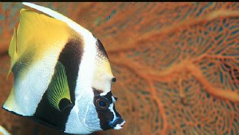 Butterfly fish and orange sea fan taken in Palau.  Housed... by Beverly Speed 